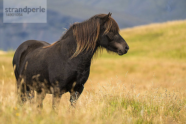 Islandpferd in der Naturlandschaft; Island