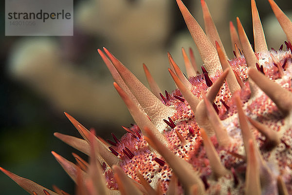 Makro-Nahaufnahme eines Dornenkronenseesterns (Acanthaster planci); Insel Hawaii  Hawaii  Vereinigte Staaten von Amerika