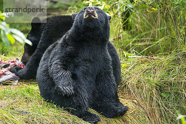 Schwarzbärenjunge (Ursus americanus) beim Fressen am Ufer eines Baches  Tongass National Forest; Alaska  Vereinigte Staaten von. Amerika