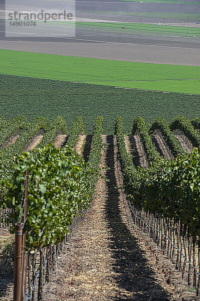 Weinreben (Vitis) an einem Berghang; Gonzales  Kalifornien  Vereinigte Staaten von Amerika