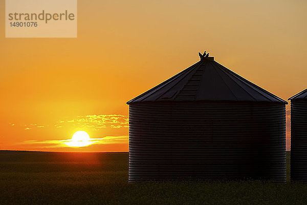 Silhouette von großen Getreidesilos aus Metall bei Sonnenaufgang im warmen Licht der Sonne  östlich von Calgary; Alberta  Kanada