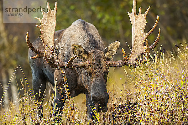 Ein Elchbulle (Alces alces) in der Brunftzeit im hohen Gras im Kincade Park an einem sonnigen Herbstnachmittag; Anchorage  Alaska  Vereinigte Staaten von Amerika