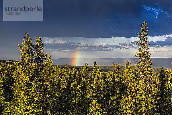 Regenbogen  der durch Gewitterwolken über einem Fichtenwald im Sommer über den White Mountains  vom Summit Trail aus gesehen  hervorsticht; Alaska  Vereinigte Staaten von Amerika