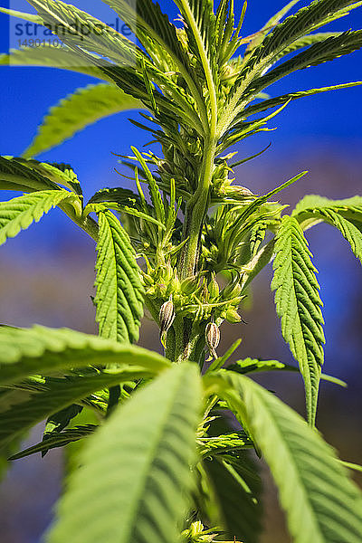 Nahaufnahme einer jungen männlichen Cannabispflanze und einer Blüte; Marina  Kalifornien  Vereinigte Staaten von Amerika