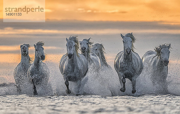 Weiße Pferde der Camargue  die aus dem Wasser laufen; Camargue  Frankreich