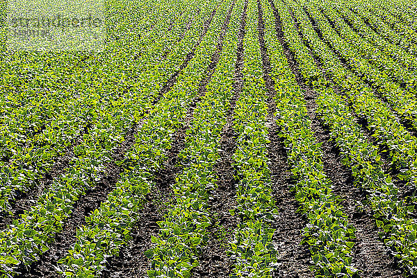 Reihen von grünen Kartoffelpflanzen auf einem Feld; Taber  Alberta  Kanada