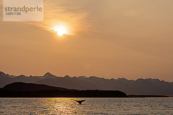 Buckelwal (Megaptera novaeangliae) beim Schwimmen in der Abenddämmerung in der Inside Passage des Lynn Canal mit den Chilkat Mountains im Hintergrund; Alaska  Vereinigte Staaten von Amerika