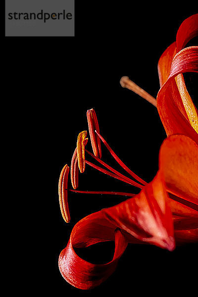 Matrix Asiatische Lilie Pflanze in der Blüte auf einem schwarzen Hintergrund