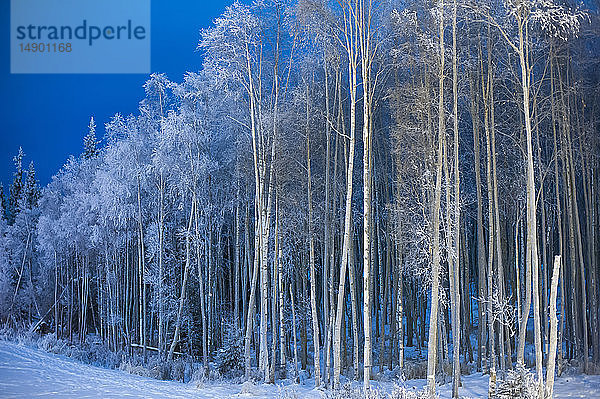 Mit Raureif bedeckter Wald von Bäumen neben einem Schneefeld; Alaska  Vereinigte Staaten von Amerika