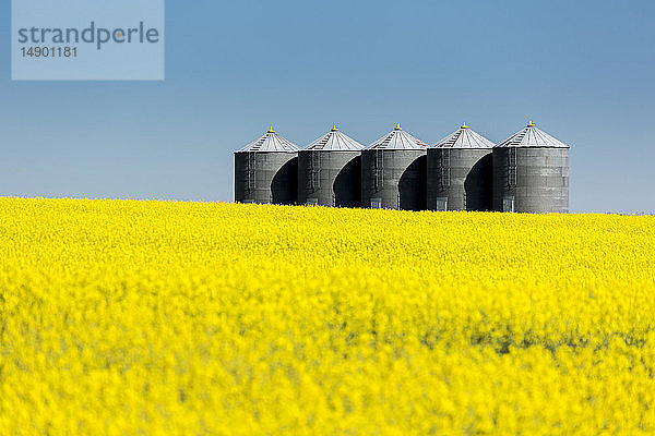Große Getreidesilos aus Metall in einer Reihe in einem blühenden Rapsfeld mit blauem Himmel; Beiseker  Alberta  Kanada
