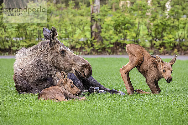 Elchkuh (Alces alces) mit Kälbern ruht auf grünem Gras in East Anchorage  Alaskas staatliches Säugetier  Süd-Zentral-Alaska; Alaska  Vereinigte Staaten von Amerika