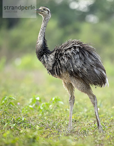 Rhea  Pouso Allegre Lodge; Pantanal  Brasilien