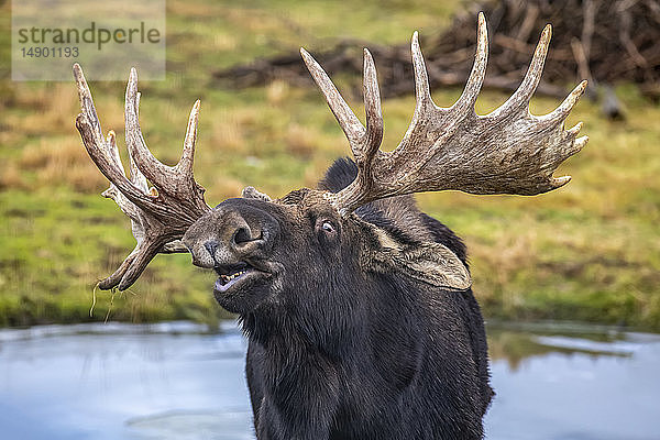 Ausgewachsener Elchbulle (Alces alces) in der Brunft  der die Flehman-Reaktion ausführt  bei der er einen anderen Elch beschnuppert  um festzustellen  ob dieser brünstig ist; Alaska  Vereinigte Staaten von Amerika