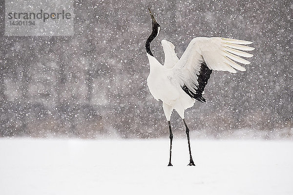 Japanischer Kranich (Grus japonensis) bei der Zurschaustellung mit erhobenem Kopf während eines Schneefalls; Hokkaido  Japan