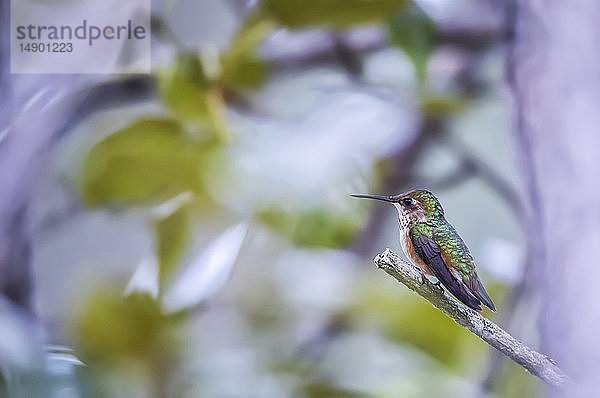 Kolibri mit farbenfrohem Gefieder auf einem Ast sitzend; Atlin  British Columbia  Kanada