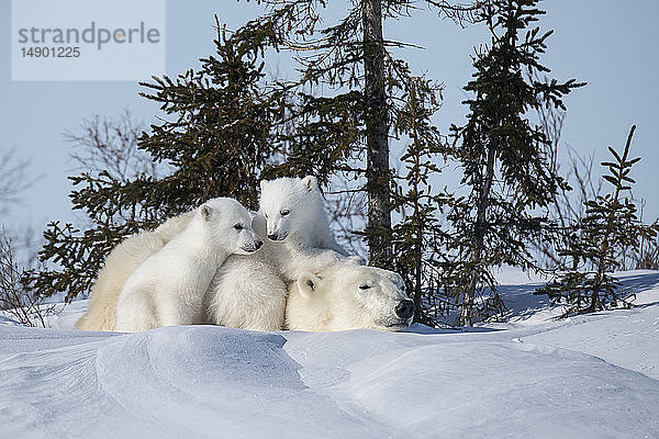 Eisbärmutter und Zwillingsbabys  aufgenommen in der Watchee Lodge im Wapusk National Park; Churchill  Manitoba  Kanada