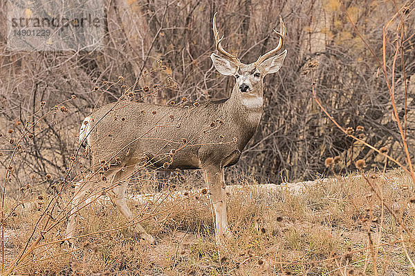 Männlicher Maultierhirsch (Odocoileus hemionus); Hokkaido  Japan