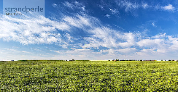 Grünes Rapsfeld mit dramatischen Wolken und blauem Himmel  nördlich von Calgary; Alberta  Kanada