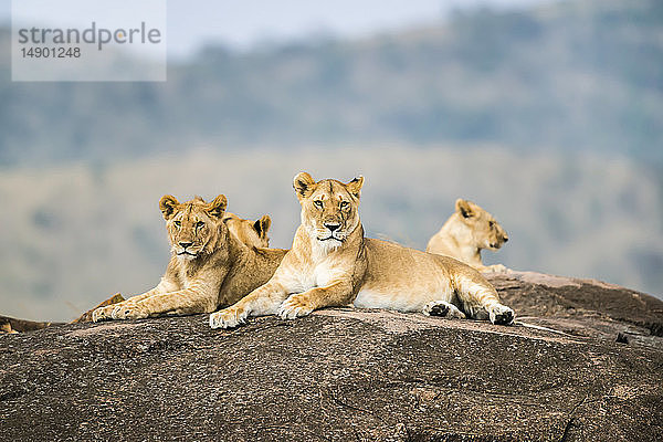 Löwinnen (Leo panthera) liegen auf einem Felsen  Maasai Mara National Reserve; Kenia