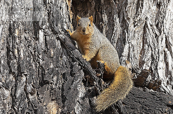 Rotes Fuchshörnchen (Sciurus niger) in einem Baum; Fort Collins  Colorado  Vereinigte Staaten von Amerika