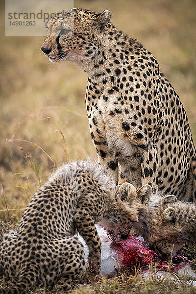 Gepard (Acinonyx jubatus) sieht zu  wie seine Jungen ein erlegtes Tier fressen  Maasai Mara National Reserve; Kenia