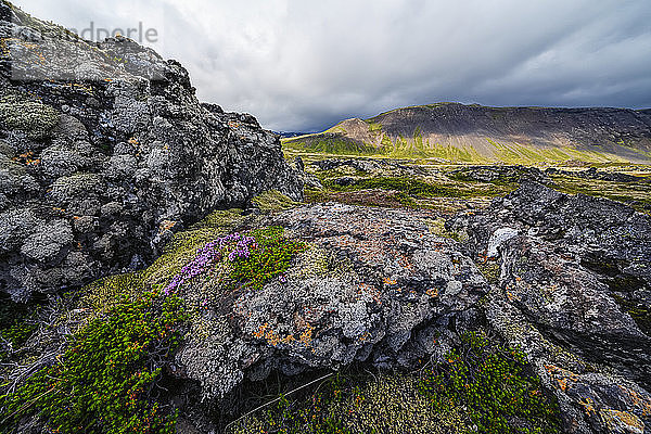 Moosbewachsene Lavafelder mit Bergen in der Ferne auf der Halbinsel Snaefellsness; Island