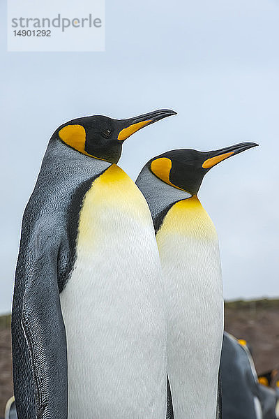 Königspinguine (Aptenodytes patagonicus); Volunteer Point  Falklandinseln