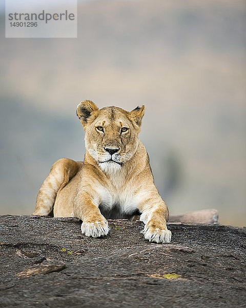 Löwin (Leo panthera) auf einem Felsen liegend  Maasai Mara National Reserve; Kenia