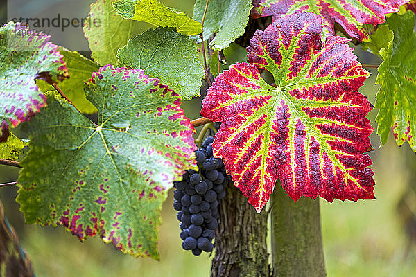 Nahaufnahme von bunten Weinblättern mit dunkelroten/violetten Trauben  die am Rebstock hängen; Remich  Luxemburg