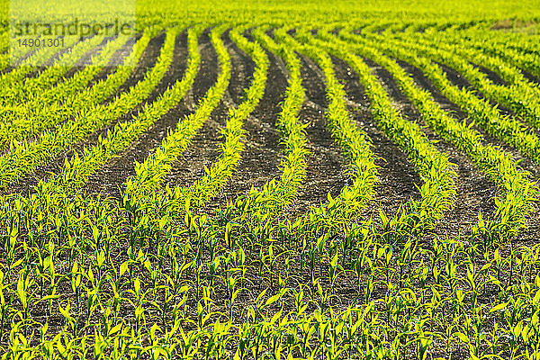 Reihen junger Maispflanzen auf einem Feld  die im Gegenlicht der Sonne leuchten; Vineland  Ontario  Kanada