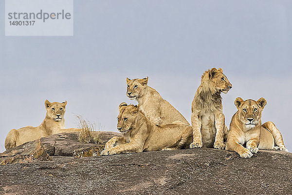 Löwinnen (Leo panthera) liegen auf einem Felsen  Maasai Mara National Reserve; Kenia