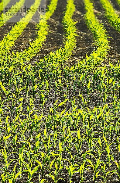 Reihen junger Maispflanzen auf einem Feld  die im Gegenlicht der Sonne leuchten; Vineland  Ontario  Kanada