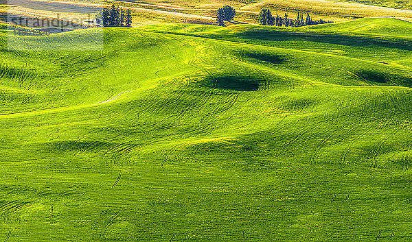 Hellgrünes Grasfeld auf sanften Hügeln; The Palouse  Washington  Vereinigte Staaten von Amerika