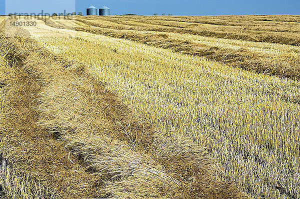 Goldene Gerste auf einem Feld mit Erntelinien  Stoppeln und blauem Himmel; Beiseker  Alberta  Kanada