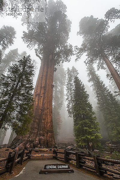 General Sherman  der größte Baum der Welt  Sequoia National Park; Visalia  Kalifornien  Vereinigte Staaten von Amerika