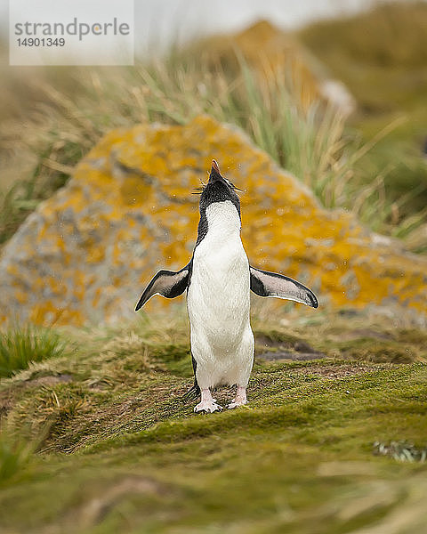 Eselspinguin (Pygoscelis papua) stehend und mit ausgebreiteten Flügeln in den Himmel blickend; Sea Lion Island  Falklandinseln