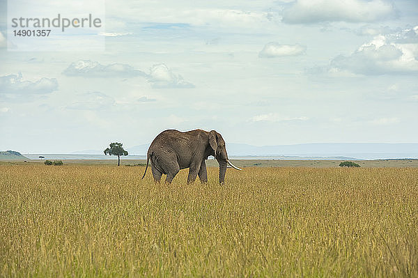 Afrikanischer Elefant (Loxodonta) in der Serengeti; Tansania