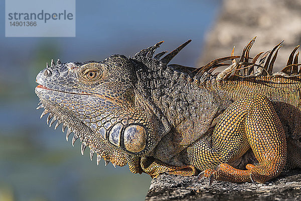 Nahaufnahme eines männlichen Grünen Leguans (Iguana iguana); Corozal  Belize