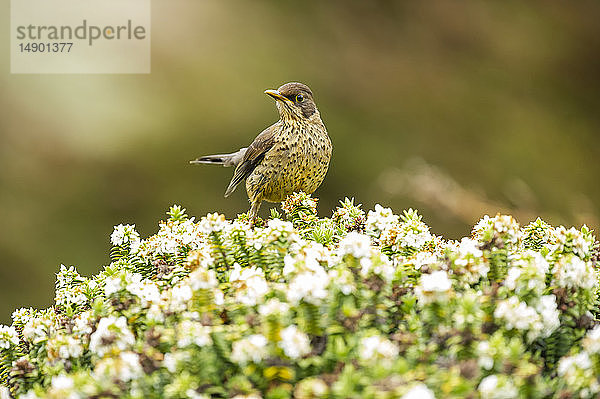 Vogel mit gesprenkeltem Gefieder auf einer blühenden Pflanze; West Point Island  Falklandinseln