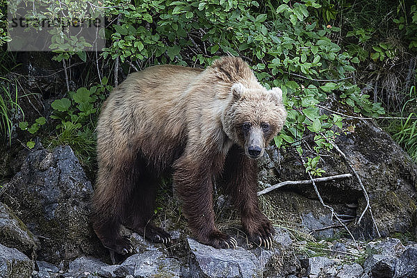 Grizzlybär (Ursus arctos horribilis) entlang des Ufers des Taku River; Atlin  British Columbia  Kanada