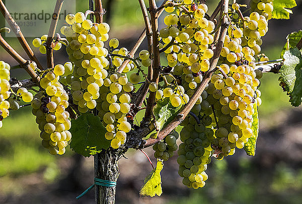 Mehrere weiße Trauben hängen an einem Weinstock  östlich von Cochem; Deutschland