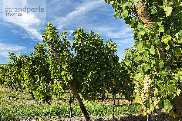 Reihen von weißen Weinreben mit dramatischen Wolken und blauem Himmel im Hintergrund; Piesport  Deutschland