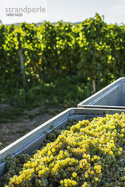 Weiße Trauben in einem Behälter mit einem Weinberg im Hintergrund; Bernkastel-Kues  Deutschland