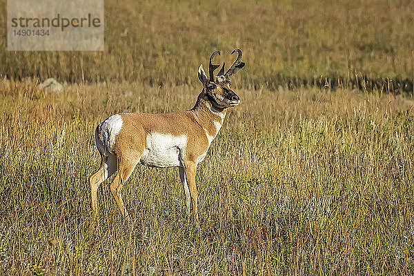 Pronghorn (Antilocapra americana); Custer  South Dakota  Vereinigte Staaten von Amerika