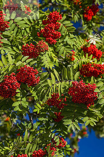 Detail von reifen Ebereschenbeeren  die an einem Baum hängen  Süd-Zentral-Alaska; Palmer  Alaska  Vereinigte Staaten von Amerika