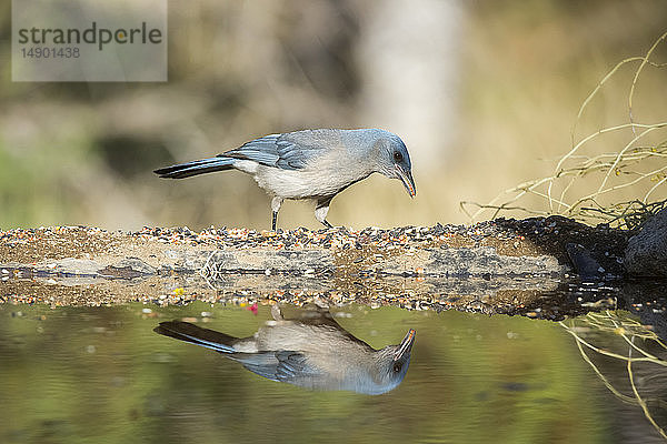 Mexikanischer Eichelhäher (Aphelocoma wollweberi) am Ufer stehend mit einem Spiegelbild seiner Reflexion in der Wasseroberfläche; Madera Canyon  Arizona  Vereinigte Staaten von Amerika