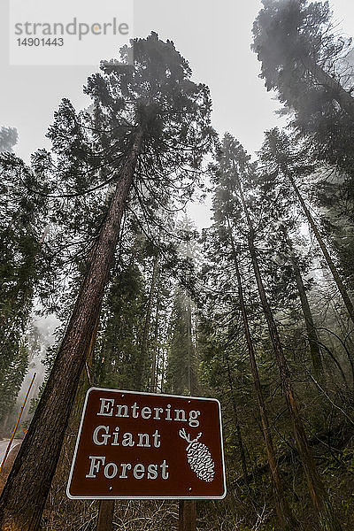 Eingang zum Giant Forest of Sequoia National Park; Visalia  Kalifornien  Vereinigte Staaten von Amerika