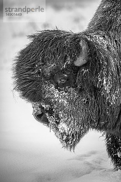 Ein großer  schneebedeckter Waldbisonbulle (Bison bison athabascae)  Alaska Wildlife Conservation Center; Portage  Alaska  Vereinigte Staaten von Amerika