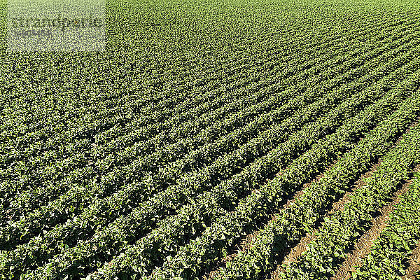 Luftaufnahme von Reihen grüner Kartoffelpflanzen auf einem Feld  südlich von Taber; Alberta  Kanada
