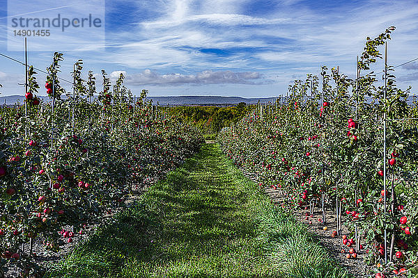 Honeycrisp-Äpfel in einer Obstplantage; Annapolis Valley  Nova Scotia  Kanada